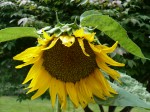 Photo of a sunflower